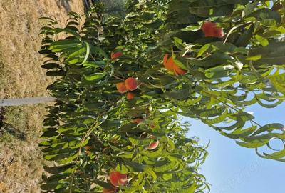 Casă cu 4 camere în Central - 11