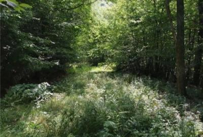 Teren extravilan de 80000 mp, în Moneasa - 2