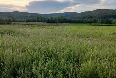 Teren de 30000 mp, în Lupoaia - 3