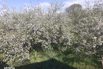 Casă cu 4 camere cu Teren 2750 Mp în Văleni