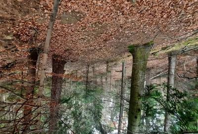 Teren de 2500 mp, în Alexandru cel Bun - 1