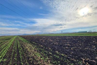 Vanzare Teren pretabil constructie hale, 28.100 mp, Halchiu - 7