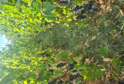 Casă cu 3 camere în Drănic - 9