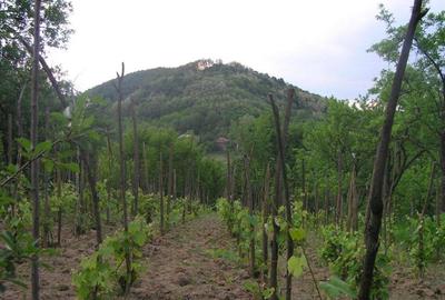 (307) Teren intravilan Calinesti – sat Carstieni, jud. Arges / Direct proprietar - 9