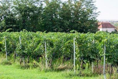 Casă individuală cu 6 camere cu Canalizare în Miniș - 46