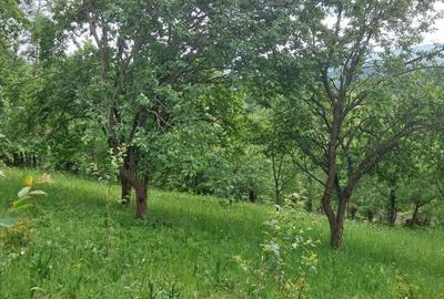 Teren de 3150 mp, în Poiana - 7