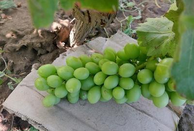 Spațiu comercial, în Năvodari - 4