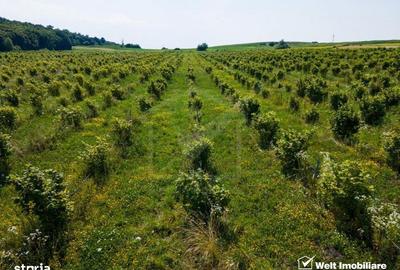 Spațiu comercial, în Berchieșu - 3