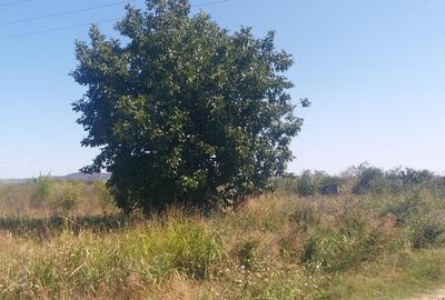 Teren 15000 mp Vernesti, Buzau cu PUZ - 15