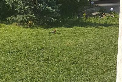 Casă cu Teren 1000 Mp în Central - 6