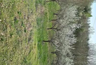 Teren de 6000 mp, în Stoilești - 3