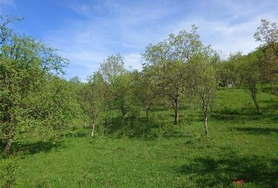 Teren intravilan si cladire in Apuseni, Blajeni, Hd - 3