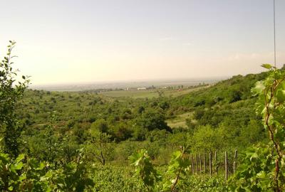 Teren de 3150 mp, în Tohani - 1