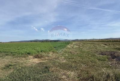 Teren Investitii 2.5 Ha | Zona Tetarom III Rascruci - 3