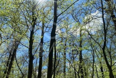 Casă individuală cu 9 camere cu Piscina în Sub Arini - 3