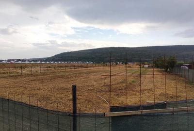 Teren Construcții intravilan de 940 mp, în Hemeiuș - 5