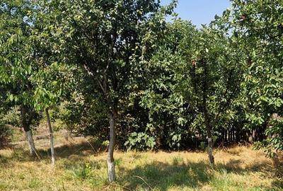 Casa spatioasa cu livada si teren 1.000 mp – Lumina, la 15 min de Constanta - 28