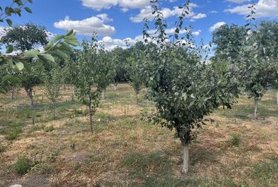 Casă individuală cu 4 camere cu Garaj în Săcele - 5