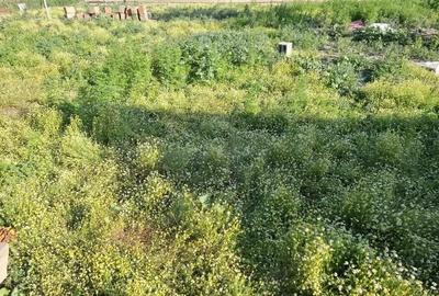 Casă cu 4 camere cu Teren 616 Mp în Nădlac - 2