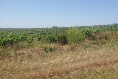 Teren Agricol 50 ha – Zonă Adamclisi- Județul Constanța - 5