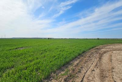 Teren Construcții extravilan de 7569 mp, în Afumați - 1