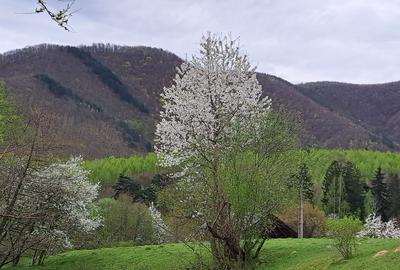 Terende vinzare in Cisnadioara 26800mp - 3