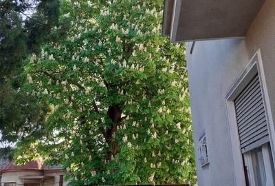 🏡 Casă solidă, spațioasă și versatilă în zona centrală, Sânnicolau Mare - 12