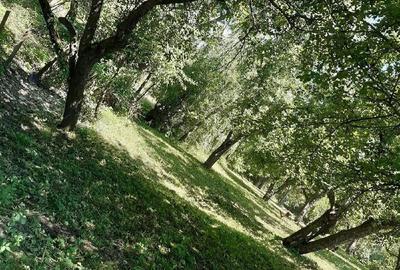 Casă cu Teren 3654 Mp în Piatra - 10