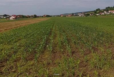 Teren Construcții intravilan de 13000 mp, în Sântana de Mureș - 2