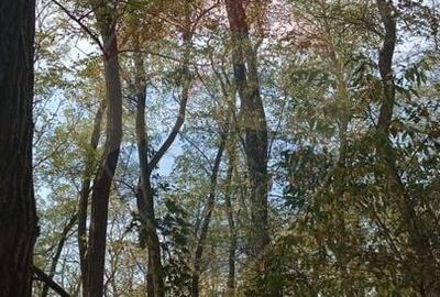 Teren agricol extravilan de 15618 mp, în Sântimreu - 7