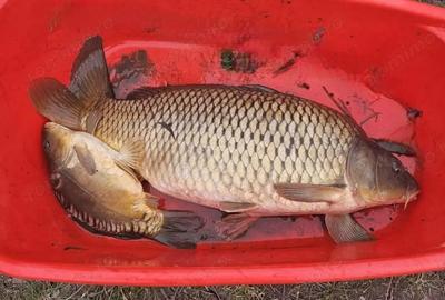 Teren de 2225 mp, în Mogoșești - 1