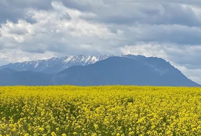 Teren plat P +4 Bran, panoramic munti, DN73, toate utilitatile - 11