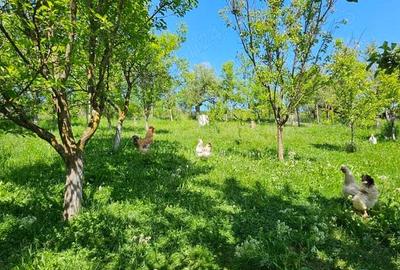 Casă cu 3 camere în Chiochiș - 9