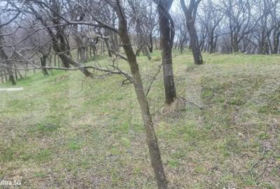 Teren în Schiulești - 14