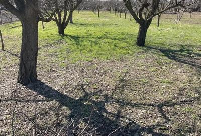 Casă cu Teren 2500 Mp în Berceni - 3