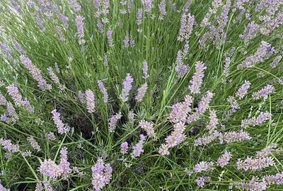 Vanzare casa Paradisul Verde Corbeanca - 17