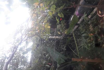 Casă cu 3 camere în Lumina - 7