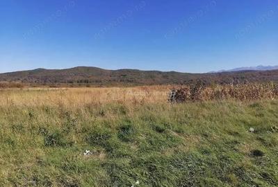 Teren intravilan 3000 mp constructii industriale - 6