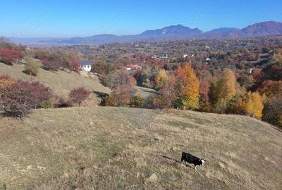 Teren de 2500 mp, în Bran - 8