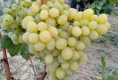 Casă cu 6 camere cu Teren 2500 Mp în Milcovul - 1