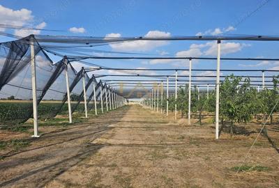 De Vanzare Afacere La Cheie ( ARAD) - 3