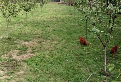 Casă în Inand - 10