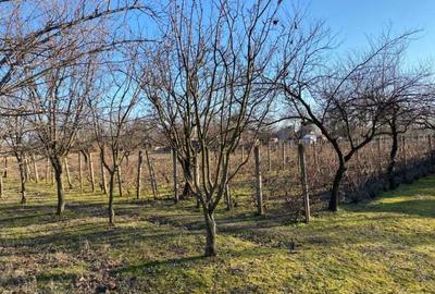 Casă cu 3 camere cu Teren 2040 Mp în Dragoș Vodă - 4