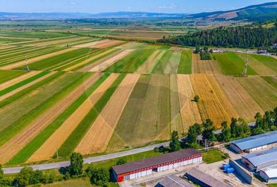 TEREN CU PLANTATIE DE TRANDAFIRI DE DAMASC! Teliu  7000m 5.7euro/MP