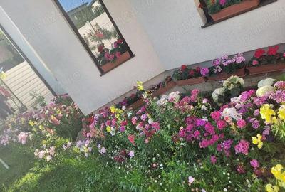 Casă cu 4 camere în Albești - 1