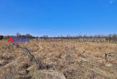 AZURA IMobiliare - Teren Iefin Bascov 3km de Giratoriu - 6