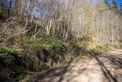 Teren Construcții extravilan de 20000 mp, în Siriu - 26