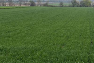 Teren de 6000 mp, în Horodnic - 5