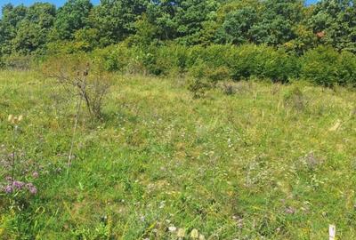 Teren in Chinteni langa padure 1425mp front 70ml - 4