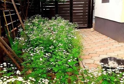 Casă cu 1 camere cu Teren 365 Mp în Patriei - 1